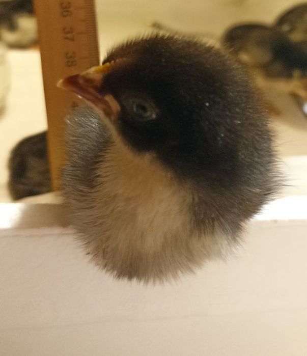 Курчата Марана чорно-мідного