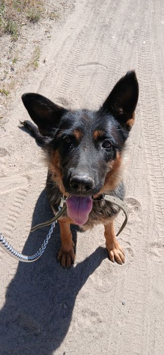 Шукає родину вівчарка