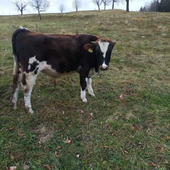 Sprzedam byczka - 7 miesięcy