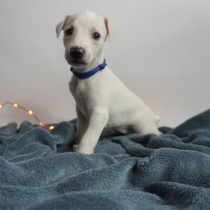 Suczka Chart Angielski Whippet FCI