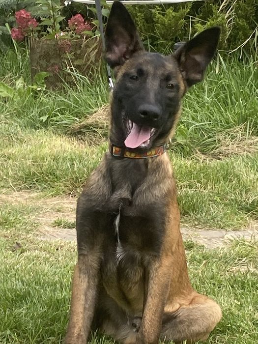 Малінуа цуценята /бельгійська вівчарка:»)