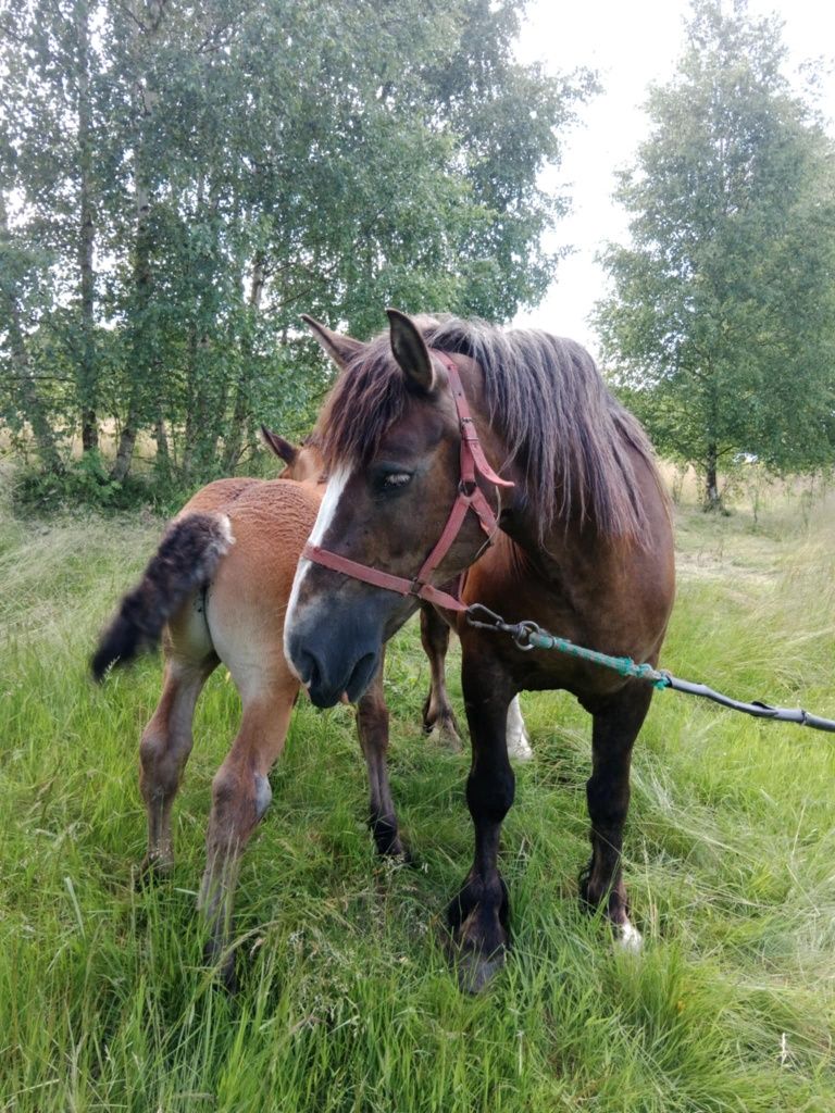 Sprzedam klacz zimnokrwistą ze źrebakiem