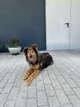 Sam - xRough Collie, 5 anos