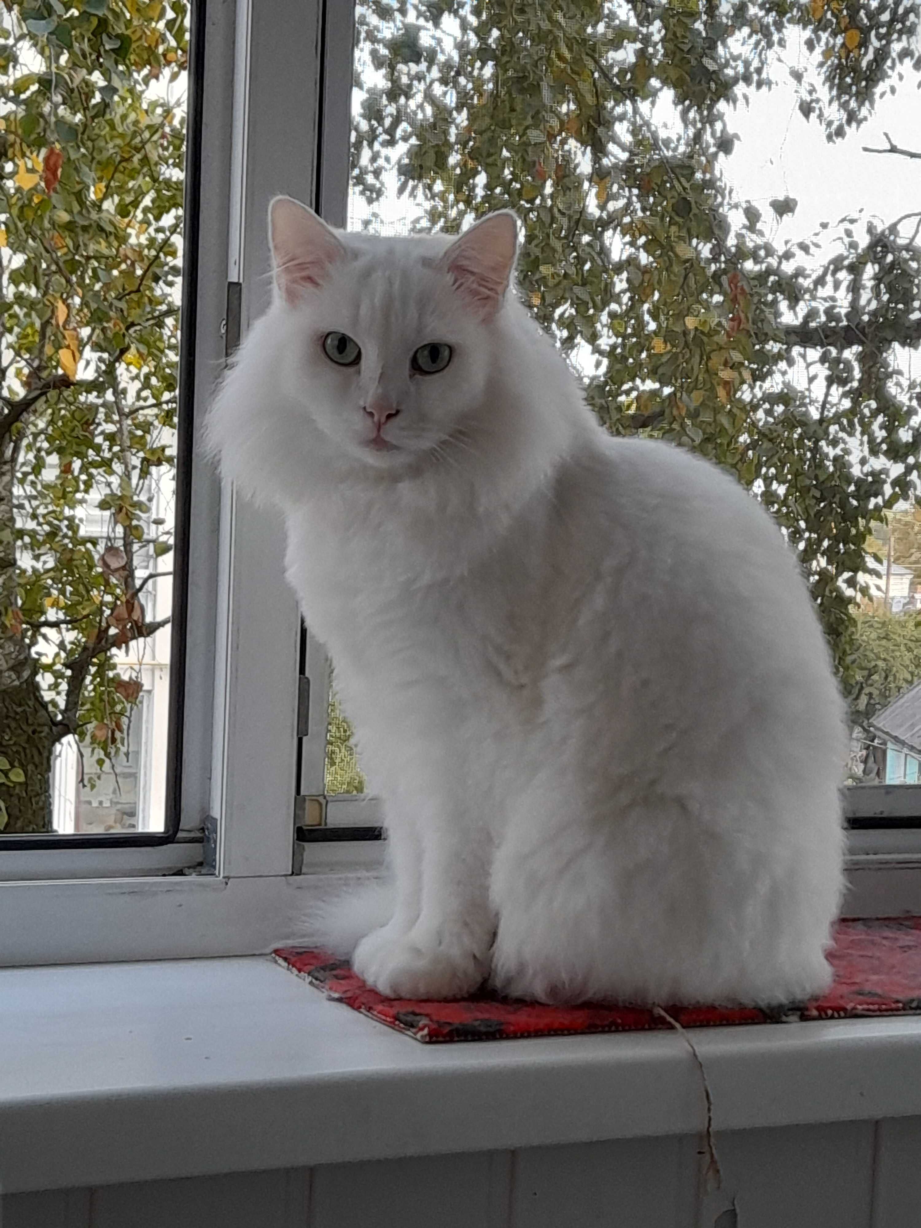 Білий пухнастий котик