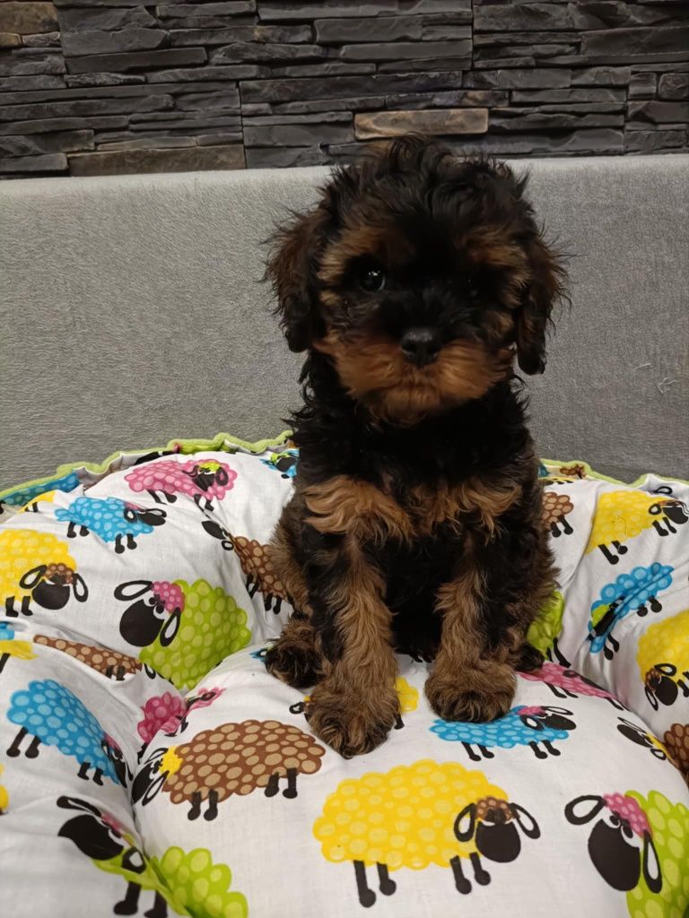 Cavapoo Gary - sobolowy
