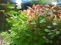 Rośliny akwariowe - nadwyżka z akwarium
