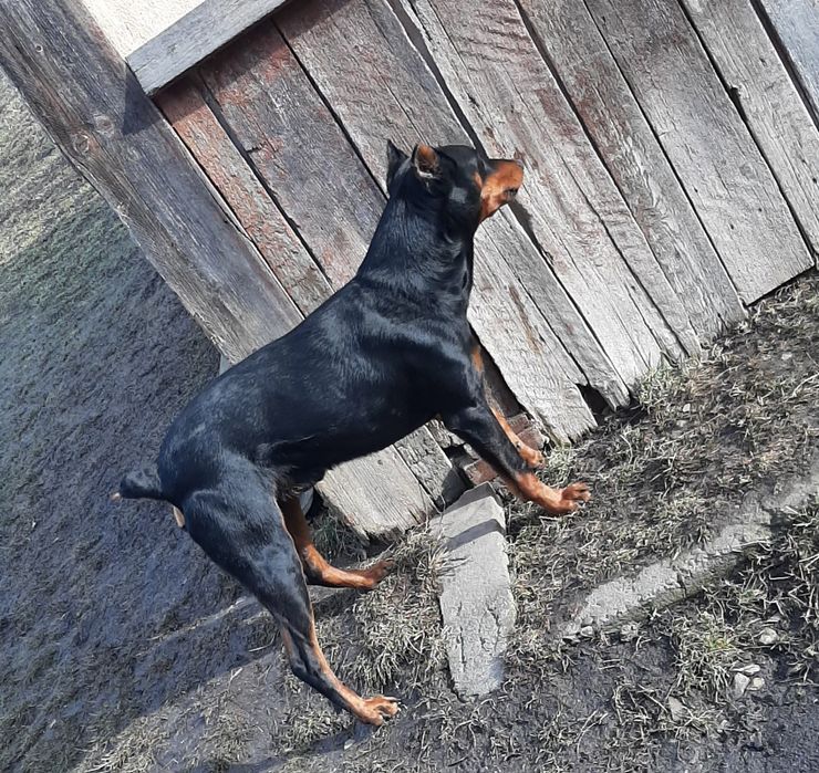 В'язка, доберман