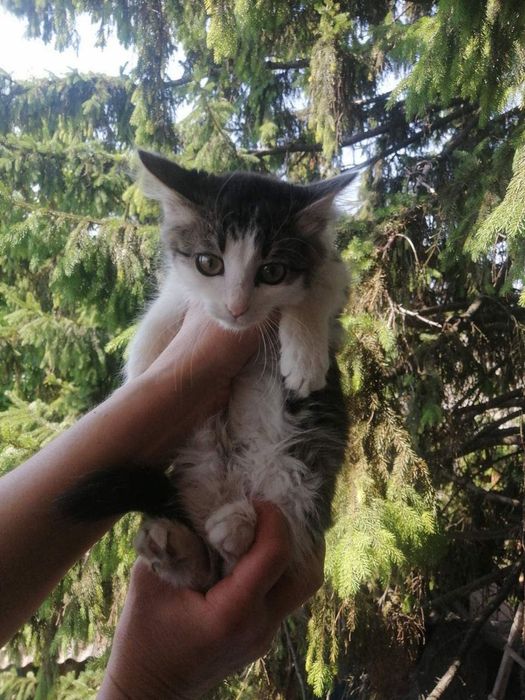 Котята отдам пушистый котенок девочка и мальчик