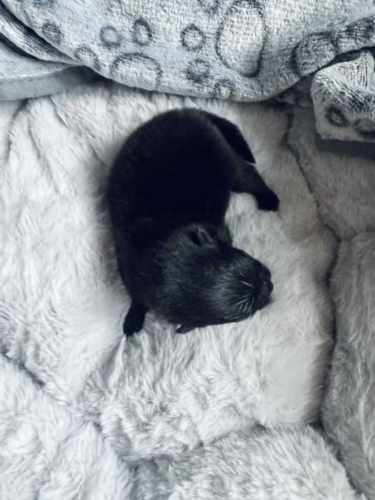 **Scooby** Szpic miniaturowy, Pomeranian piesek