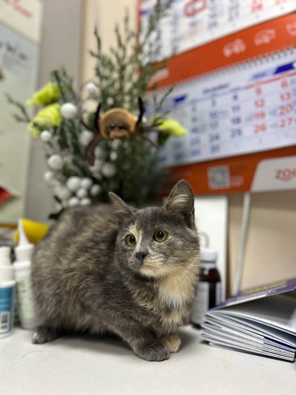 Кошеня, дівчинка 7місяців