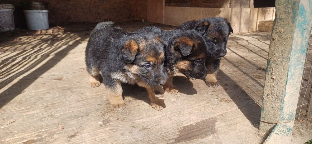 Чистокровні цуценята німецької вівчарки