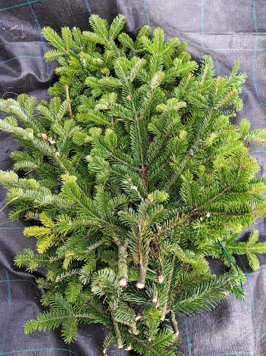 Zestaw gałązek 15-90cm