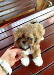 Śliczna Suczka rasy shih tzu