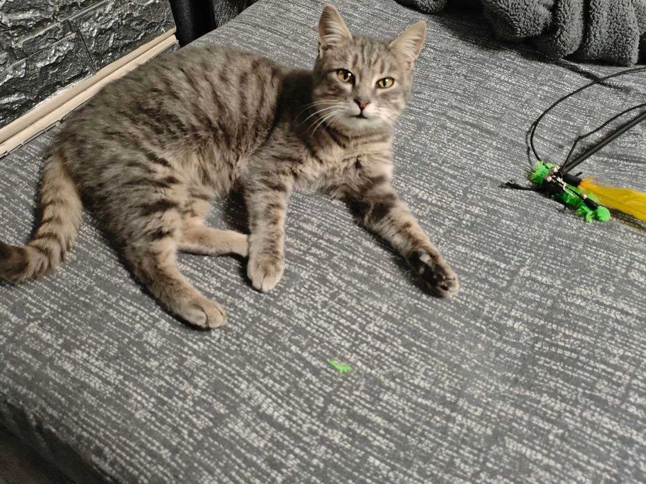 Стерилізована кішечка 6-7 місяців