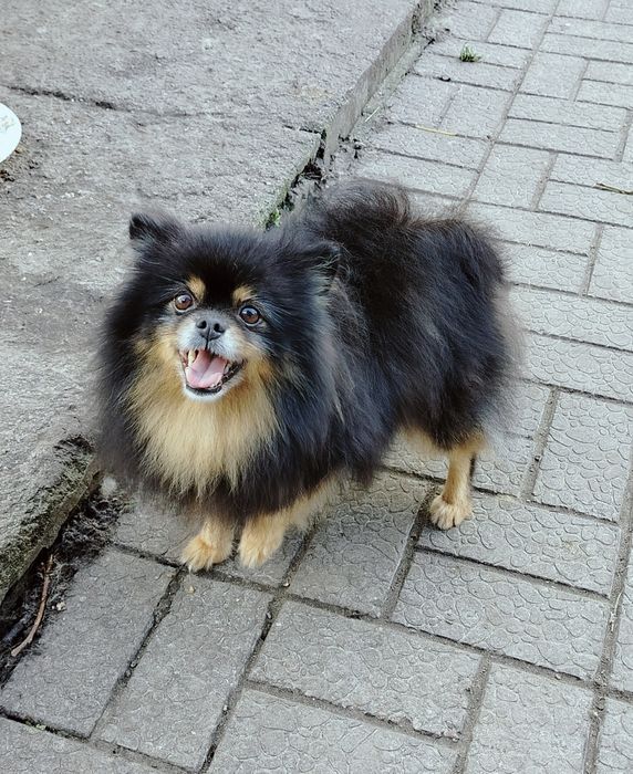 Доросла дівчинка шпіц