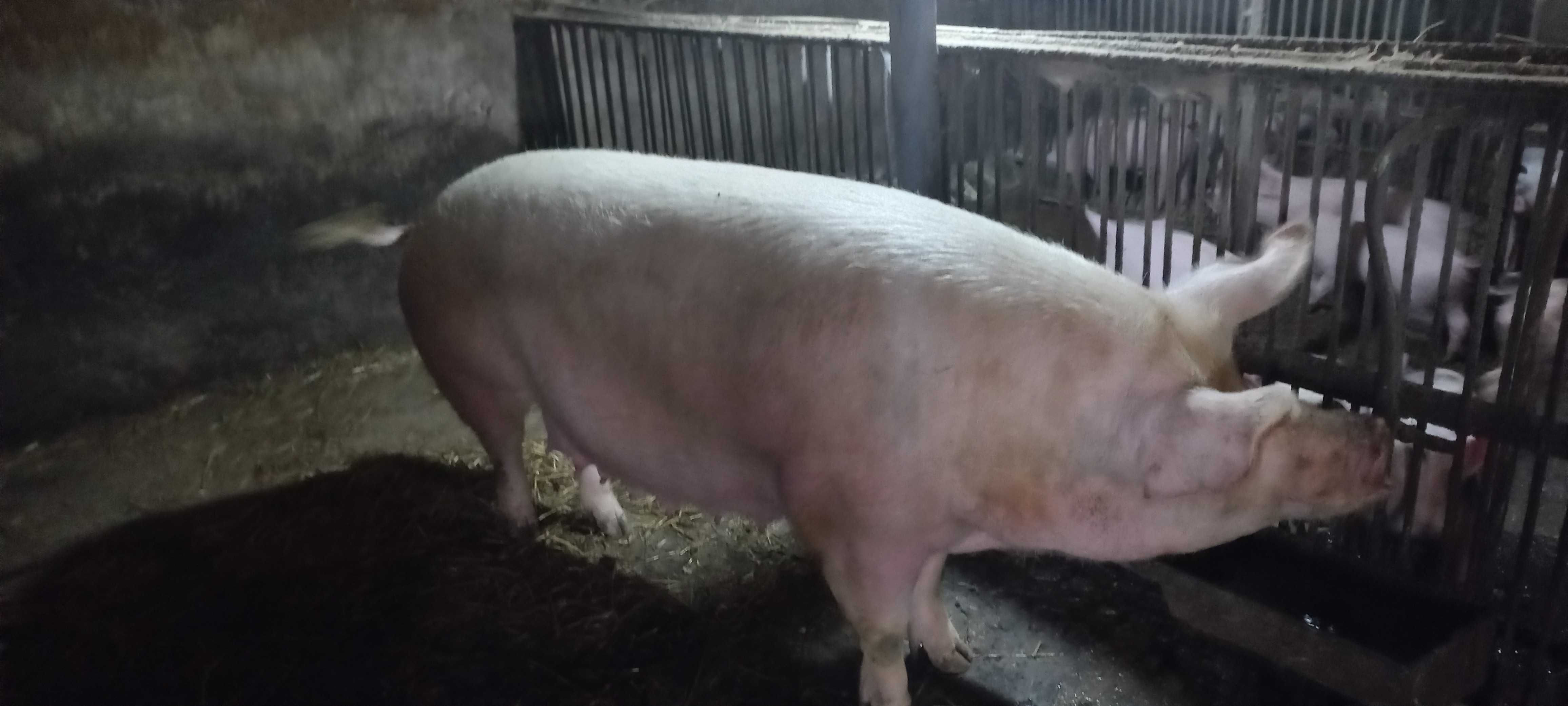 Продам свиню свиноматку