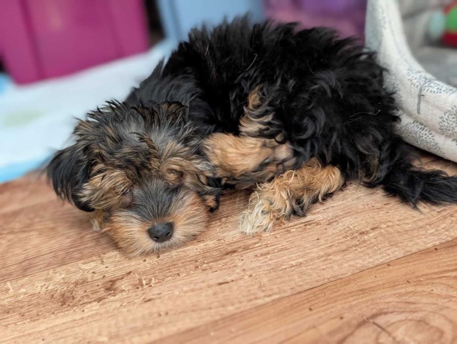 Szczeniak Bohun - York Terrier tricolor
