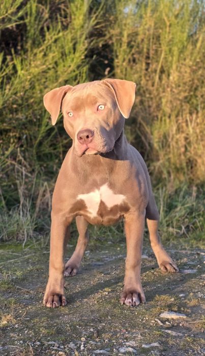 American Bully XL! Kolejne pokolenie po Grand Championach!