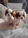 Cavalier King Charles Spaniel