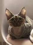 Roczny kocur devon rex