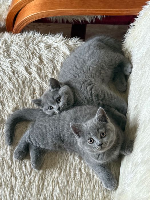 Kot brytyjski krótkowłosy niebieski