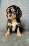 Cavalier king charles spaniel/sunia