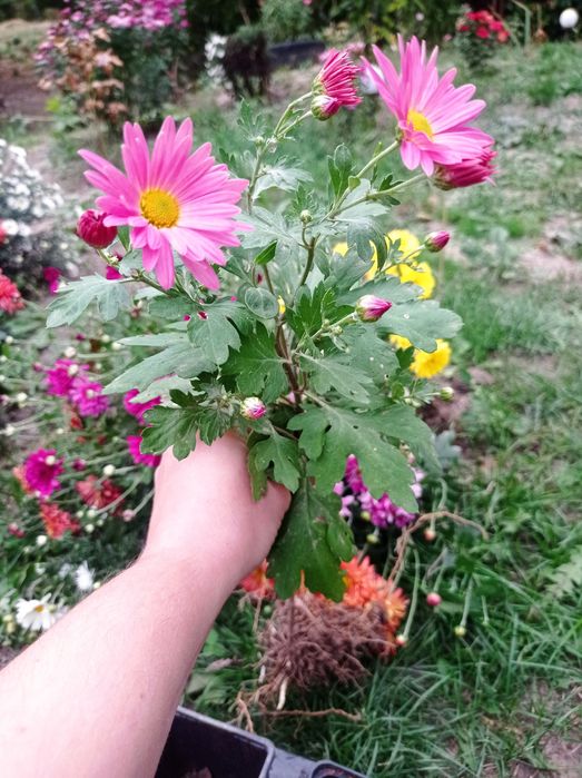 Продам хризантема мультифлора не сформовані кущіки