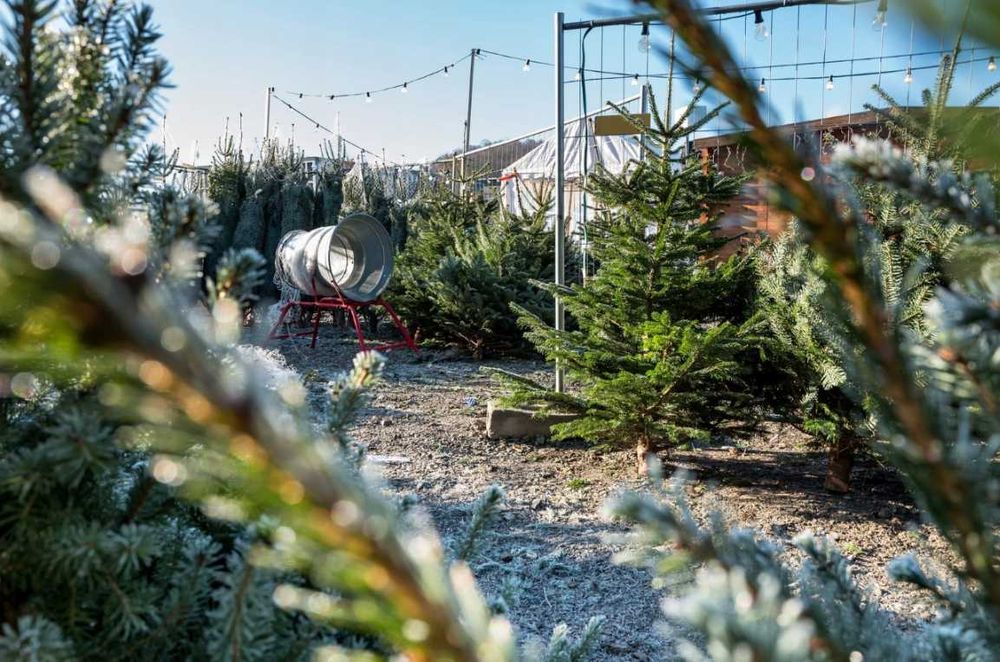 ‼️Сітка для пакування ялинок та сосен Timberten LZ 55