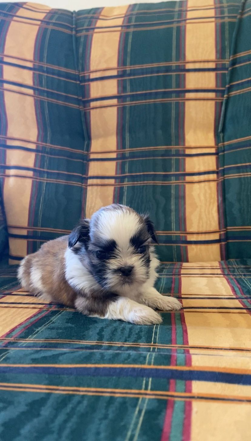 Shih TZU ( fêmea)