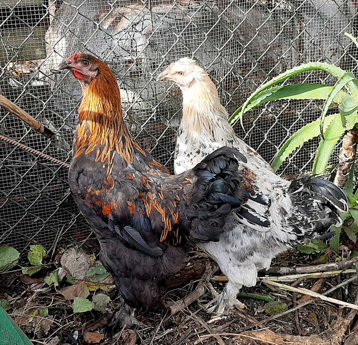 Vende-se galos e galinha Brahma em Mafra e Ericeira