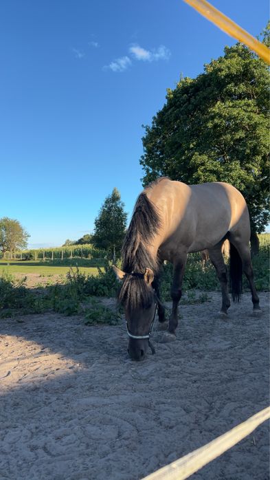 PILNIEE Sprzedam lub zamienia klacz konika polskiego