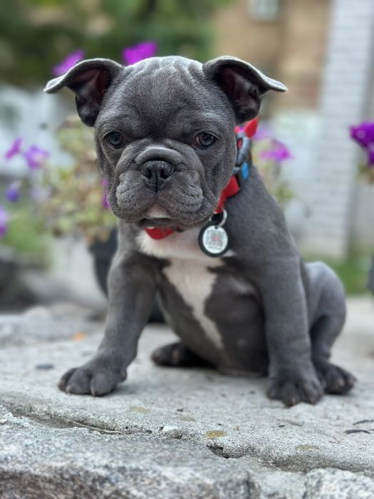 Щенки французского бульдога