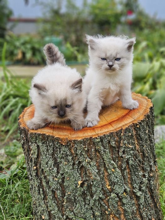 Котята невской маскарадной.