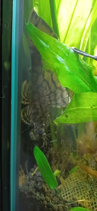 Samiec  zbrojnik glonojad l-519