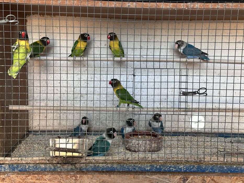 Agapornis Personatas para cedencia