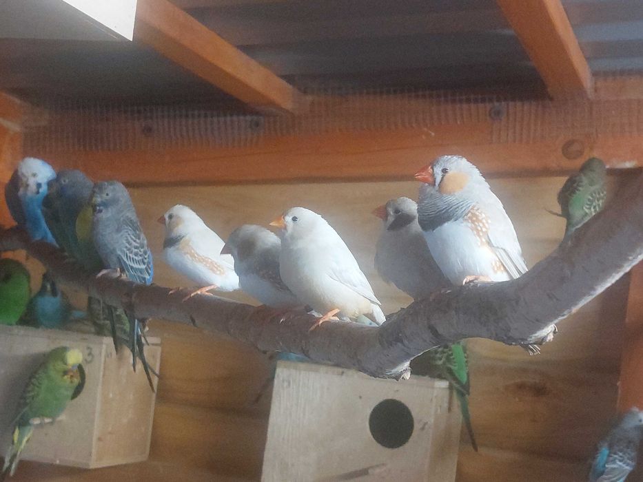 Zeberki rożne kolory