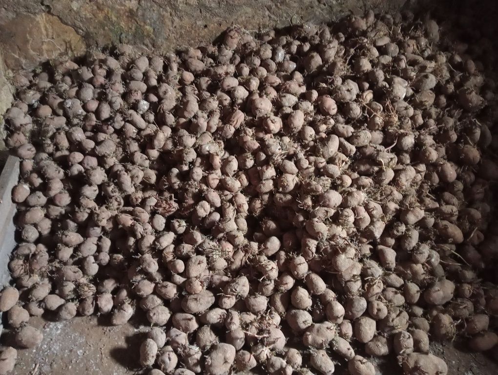 Sprzedam stare ziemniaki