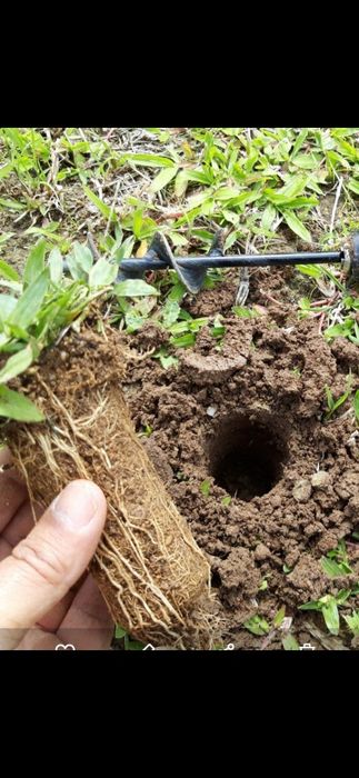 Graminha brasileira (VENDEMOS UMA SOLUÇÃO)