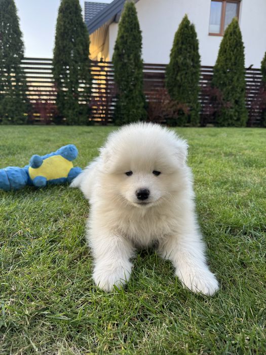 Ares piesek - szczeniak Samoyed - gotowy do odbioru 4.11