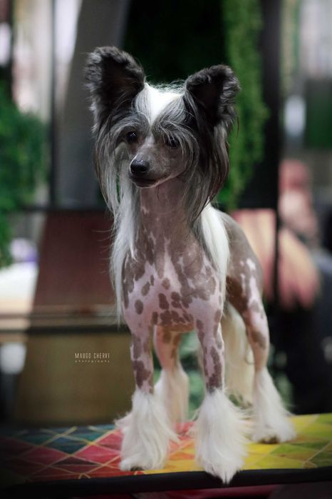 Chiński grzywacz Sasima FCI