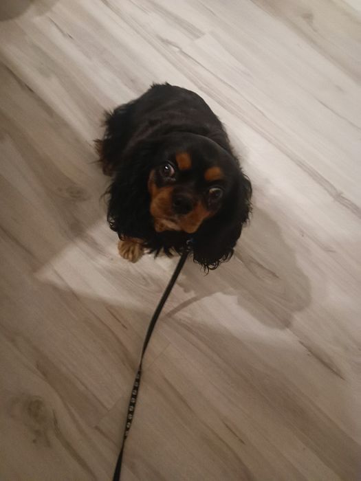 Cavalier King Spaniel sunia