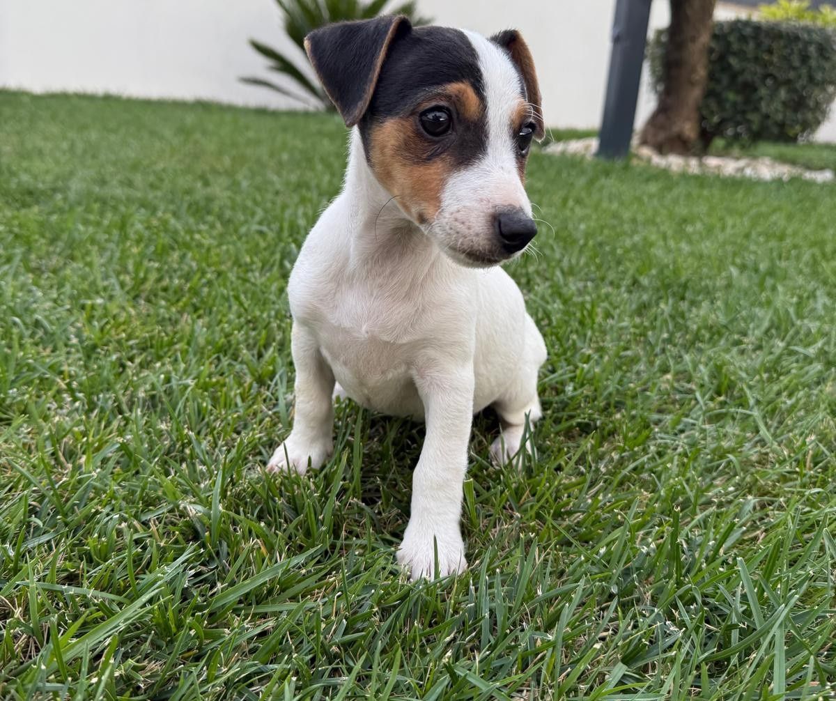 Jack Russel qualidade