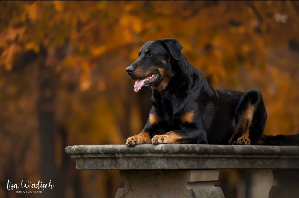 Beauceron Owczarek Francuski FCI szczenięta