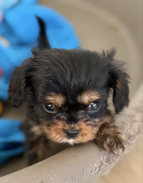 Cavalier King Charles Spaniel piesek