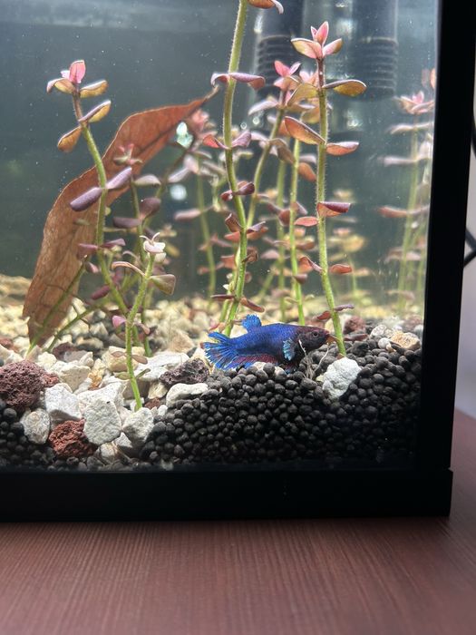 Betta Fêmea Blue Halfmoon Plakat