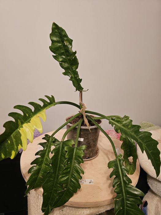 Fikus, filodendron, rhaphidophora, dieffenbachia, strelicja, zamiokulk