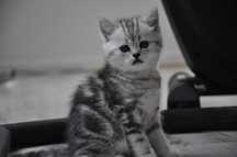 Śliczny kociak silver tabby
