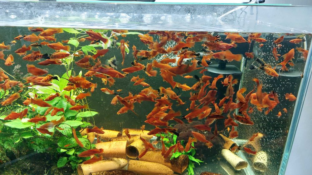 Mieczyki mix wielkosci