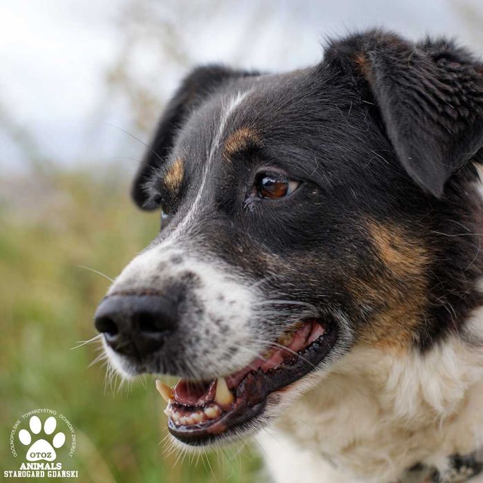 Większa psina Roksana szuka domu