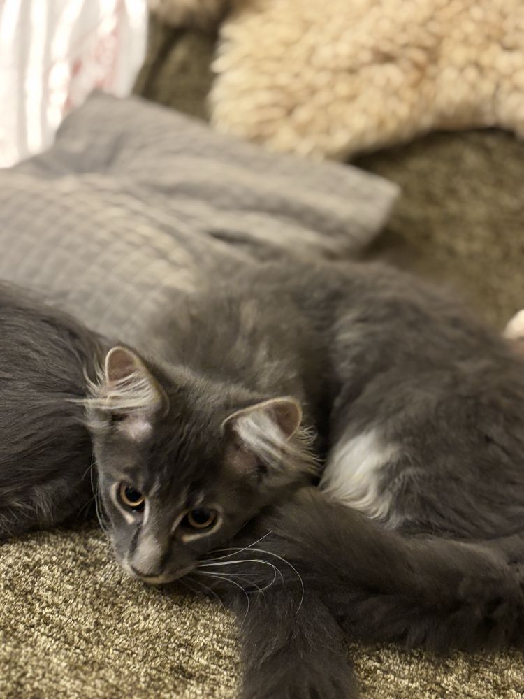 Maine coon szary kocurek Fife kot Filipek